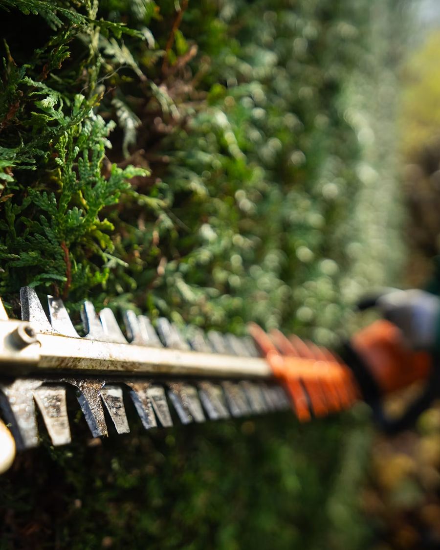 Hedge trimmer blade shaping a dense evergreen hedge up close