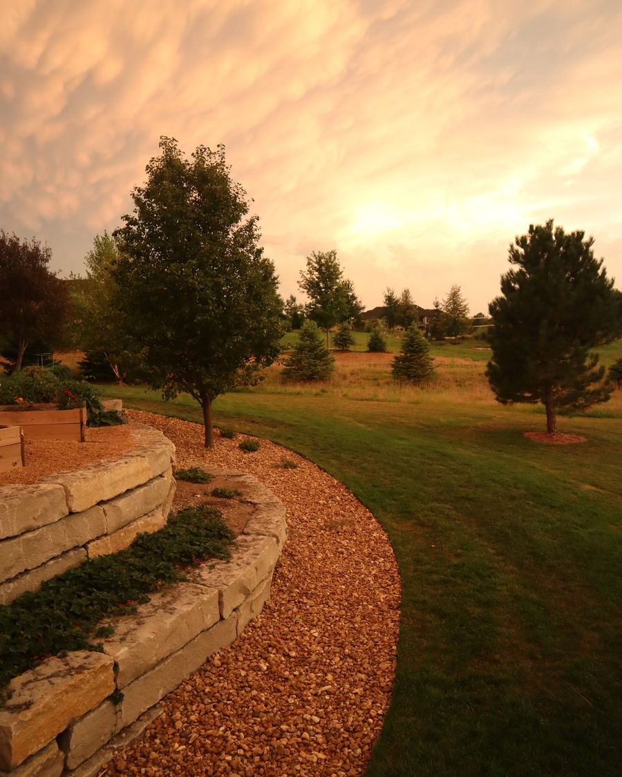 Shade trees over a lawn at golden hour after a pruning visit