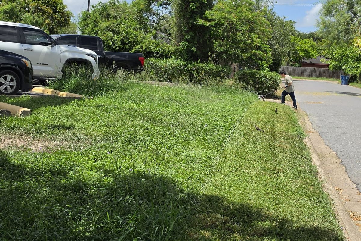 Freshly mown grass strip running along a street edge